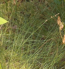 Carex loliacea
