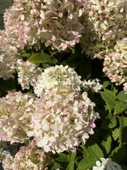 Hydrangea arborescens