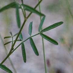 Dalea polygonoides