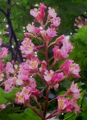 Aesculus × carnea
