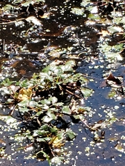 Trapa natans bispinosa