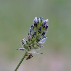 Dalea polygonoides