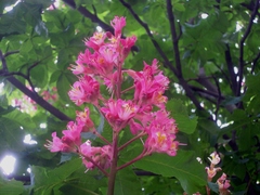 Aesculus × carnea