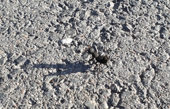 Ocypus olens