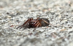 Trachelas tranquillus