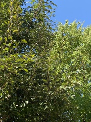 Populus balsamifera