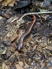 Desmognathus orestes