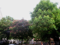 Aesculus × carnea