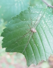 Dicranopalpus ramosus