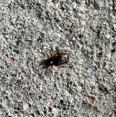 Trachelas tranquillus