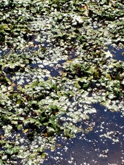 Trapa natans bispinosa