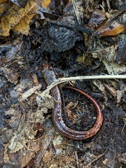 Desmognathus orestes