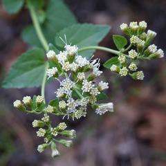 Ageratina herbacea