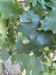 Aceria querci