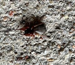 Trachelas tranquillus