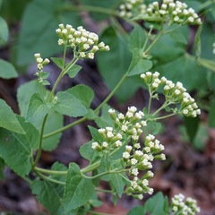 Ageratina herbacea