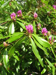 Rhododendron ponticum
