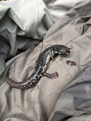 Plethodon cylindraceus