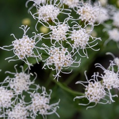 Ageratina herbacea