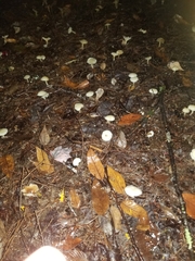 Cuphophyllus virgineus