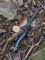 Plethodon cylindraceus