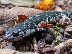 Plethodon cylindraceus