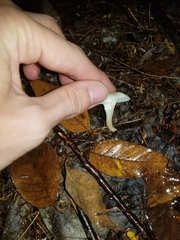 Cuphophyllus virgineus