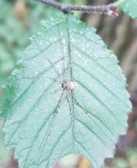 Dicranopalpus ramosus