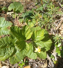 Rubus chamaemorus