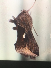 Anagrapha falcifera