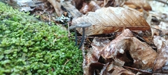 Cyanula