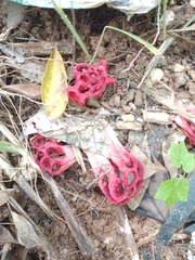 Clathrus
