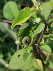 Spialia galba