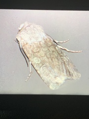 Peridroma saucia