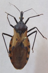 Triatoma dimidiata