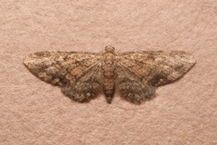 Eupithecia inturbata