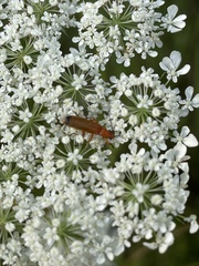 Rhagonycha fulva