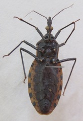 Triatoma dimidiata