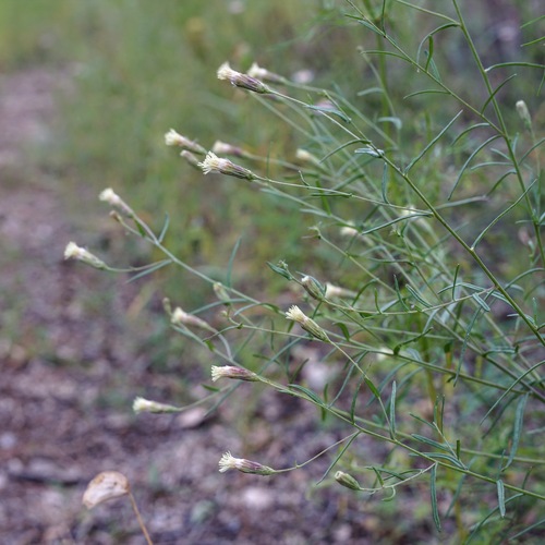 Image of Brickellia leptophylla by (c) Andrew Tree, some rights reserved (CC BY)