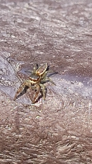 Hentzia