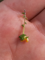 Aspalathus crassisepala