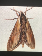 Sphinx kalmiae