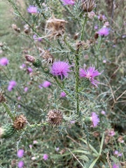 Carduus acanthoides