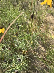 Ratibida columnifera