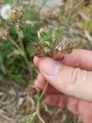 Helminthotheca echioides