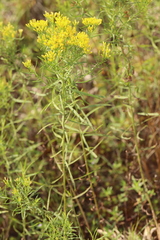 Euthamia caroliniana