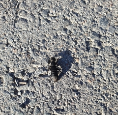 Ocypus olens