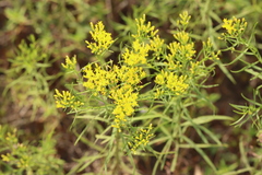 Euthamia caroliniana