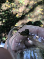 Arion hortensis