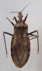 Panstrongylus geniculatus